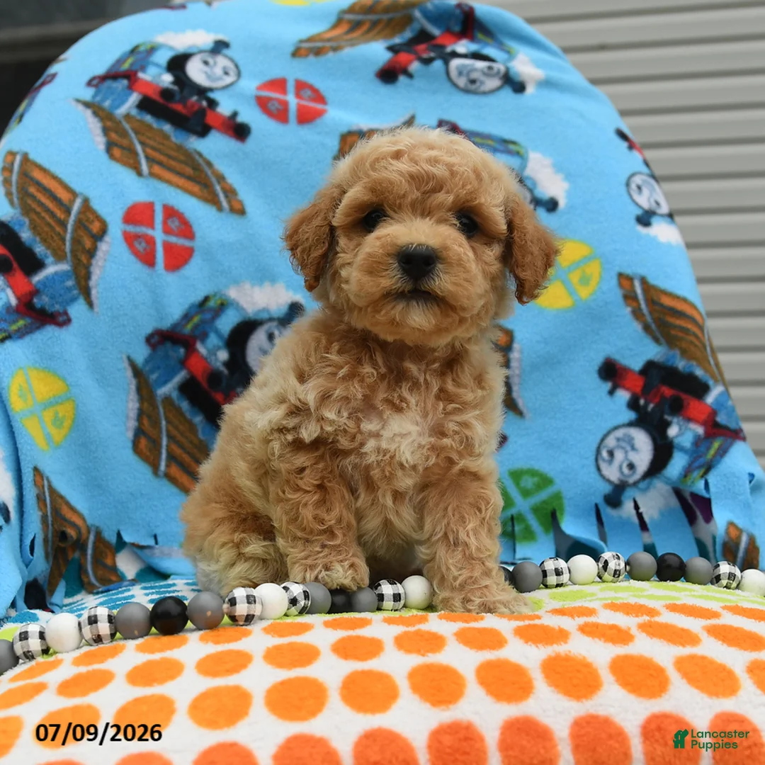 Bichpoo dogs for sale: Chubs - Ad 2