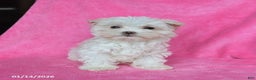 Maltese dogs for sale: Penelope - Ad 5