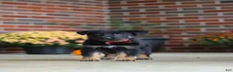 German Shepherd dogs for sale: Matthias - Ad 5