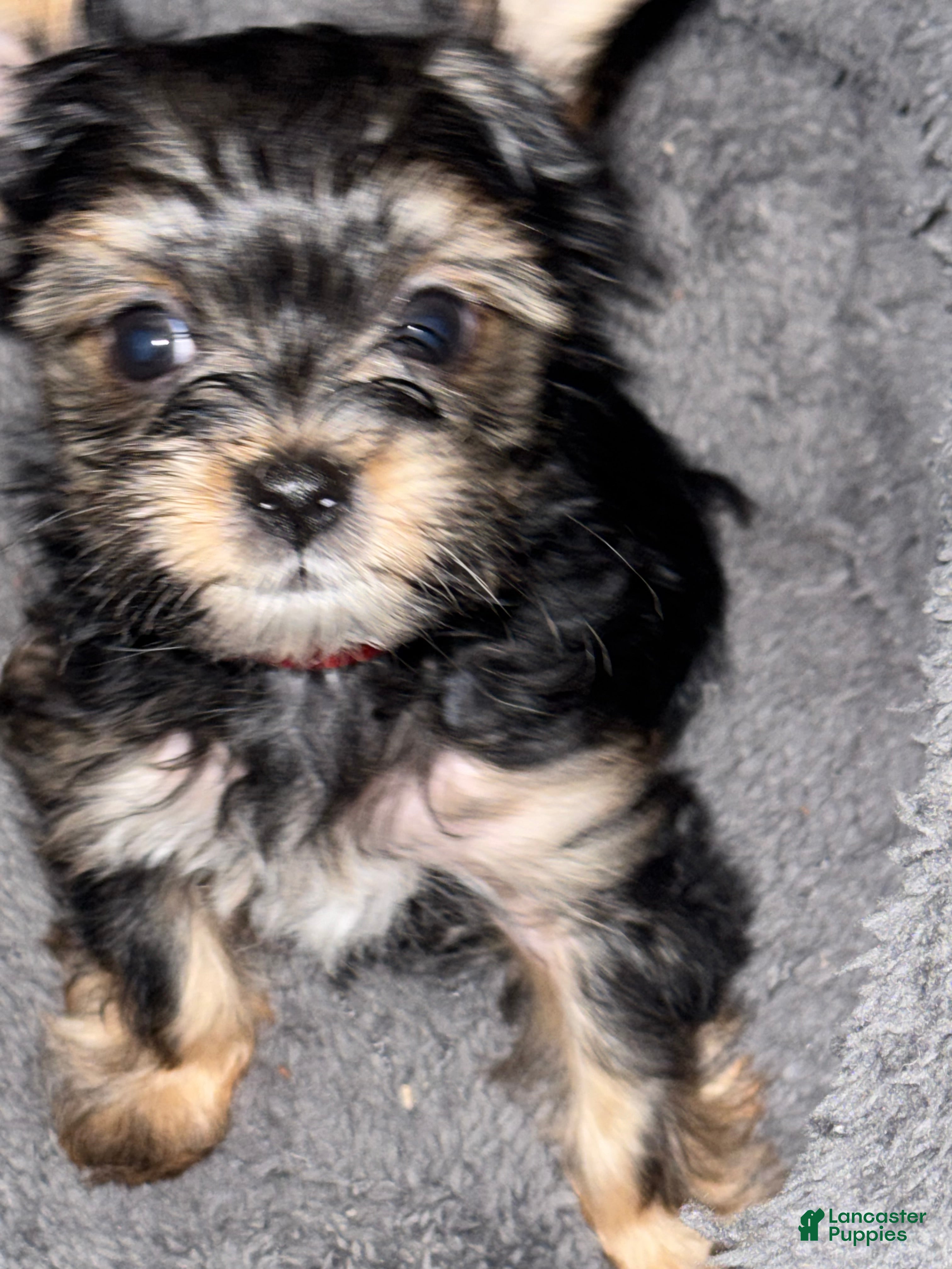 Yorkshire Terrier dogs Janae - Ad 9