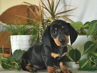 Dachshund dogs - Ad 25