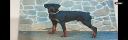 Rottweiler dogs for sale: Moxie - Ad 6