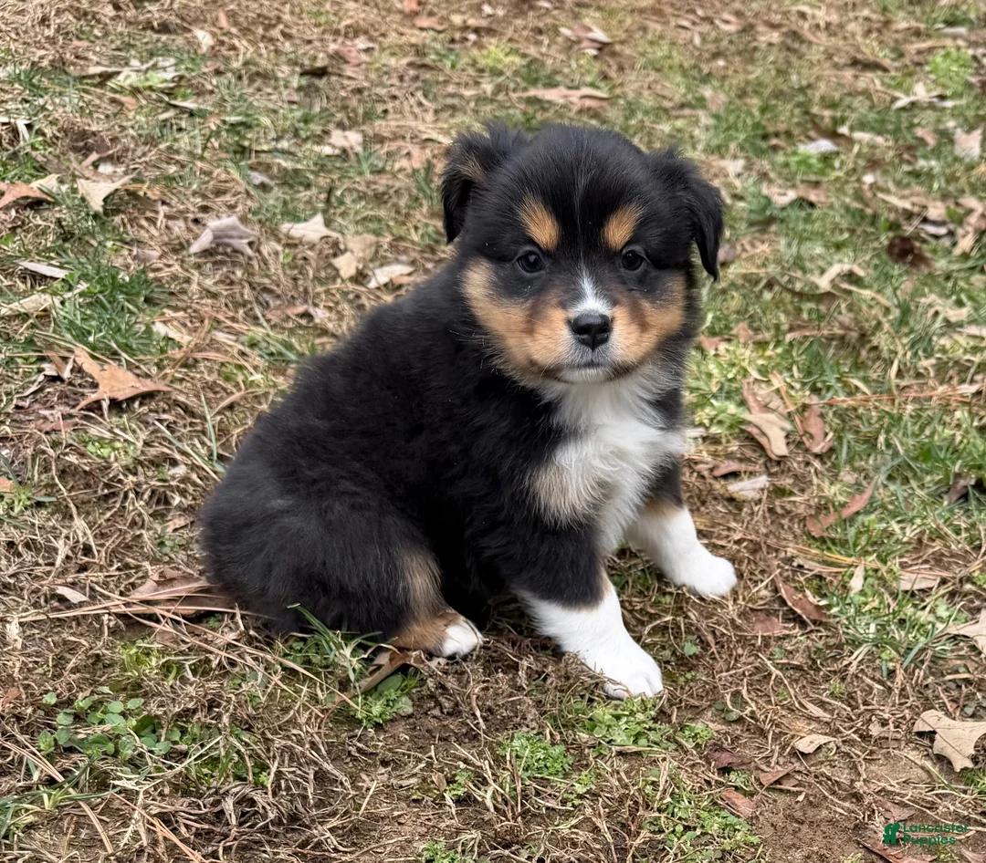 Australian Shepherd dogs for sale: Trixie - Ad 9