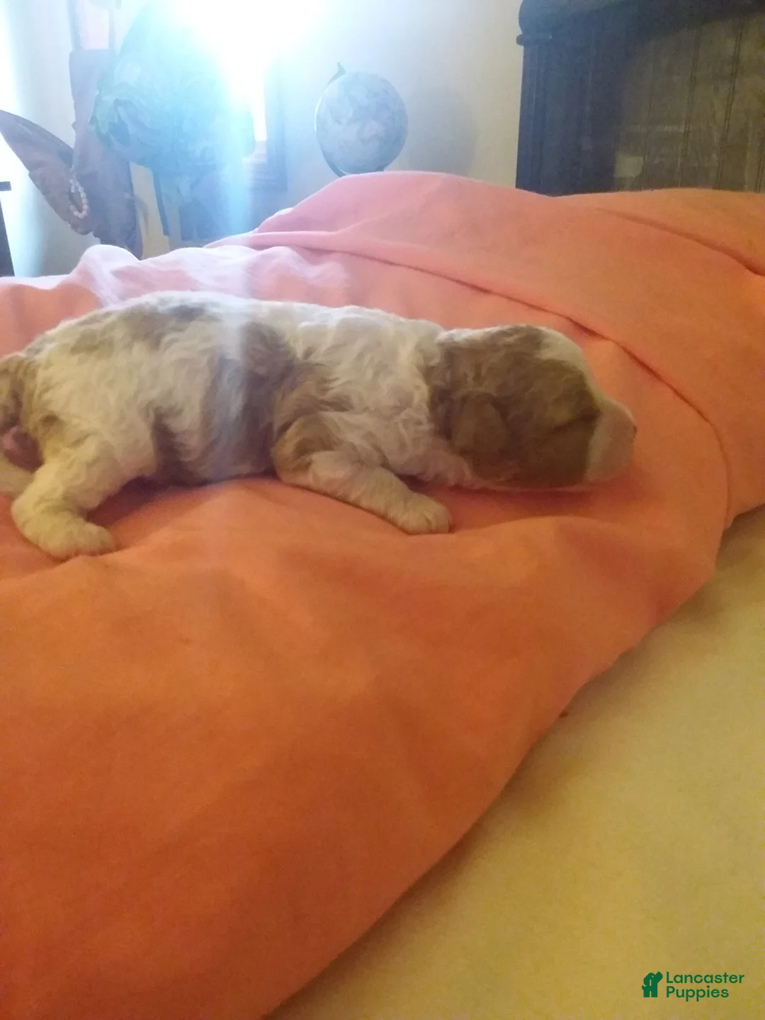 Cavapoo dogs for sale: Cavapoo 3 - Ad 1