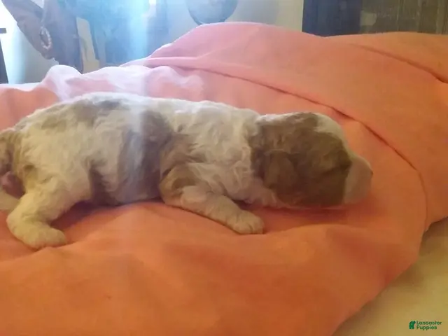 Cavapoo dogs Cavapoo 3 - Ad 2