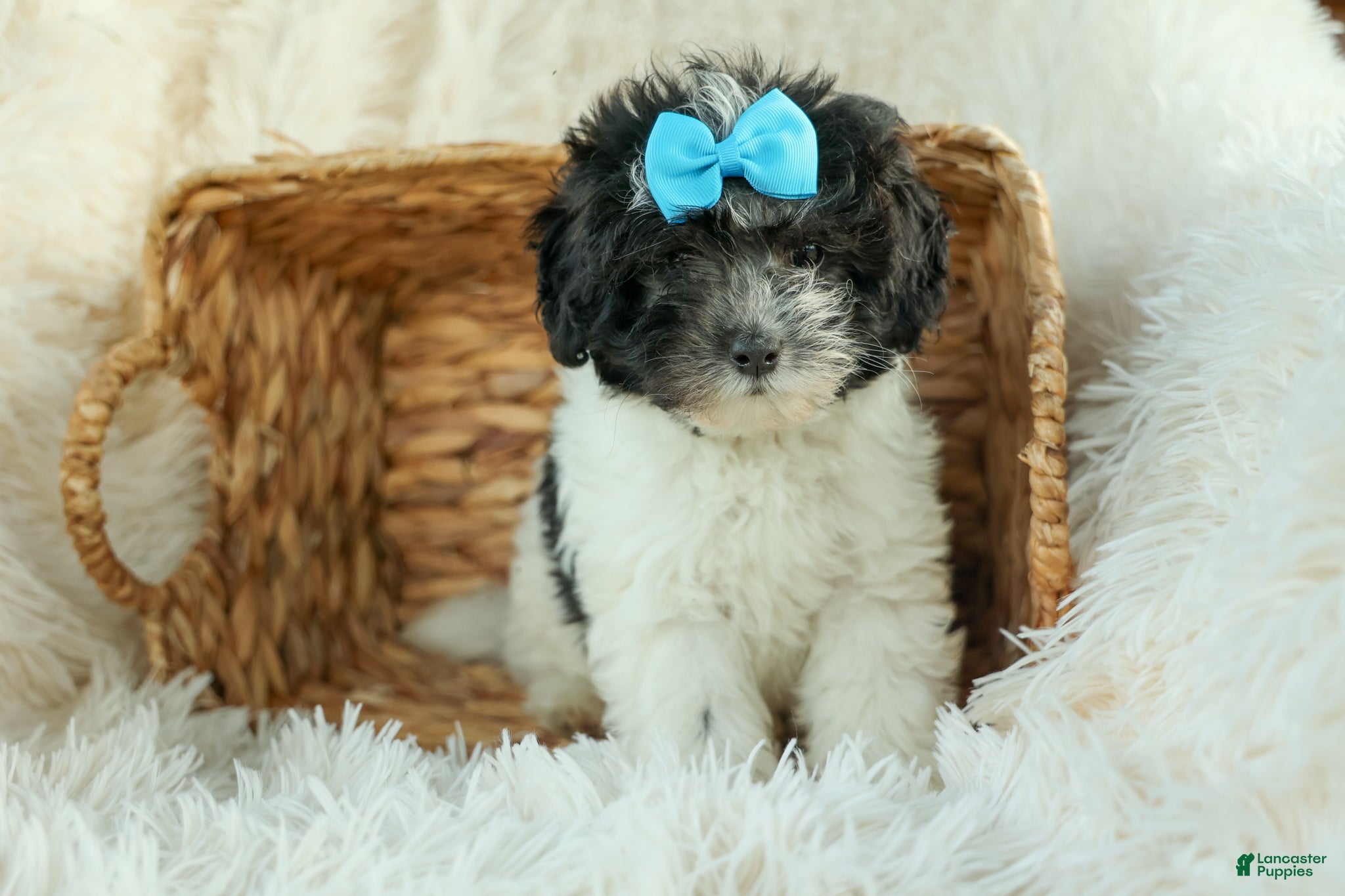Cavapoo dogs Remi 🩷 - Ad 1