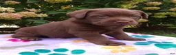 Labrador Retriever dogs for sale: Nova  - Ad 5