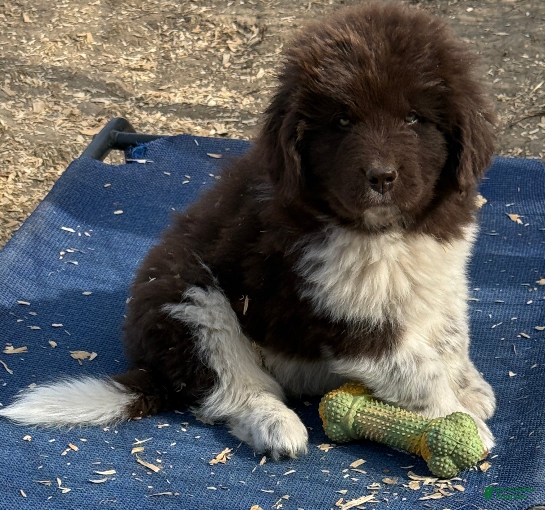 Newfoundland dogs Rudolph  - Ad 1