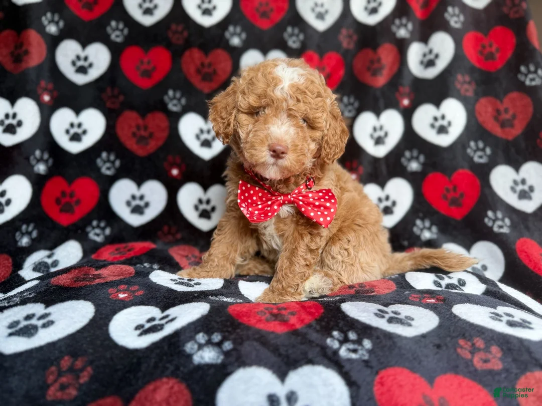 Miniature Poodle dogs for sale: Pluto - Ad 1