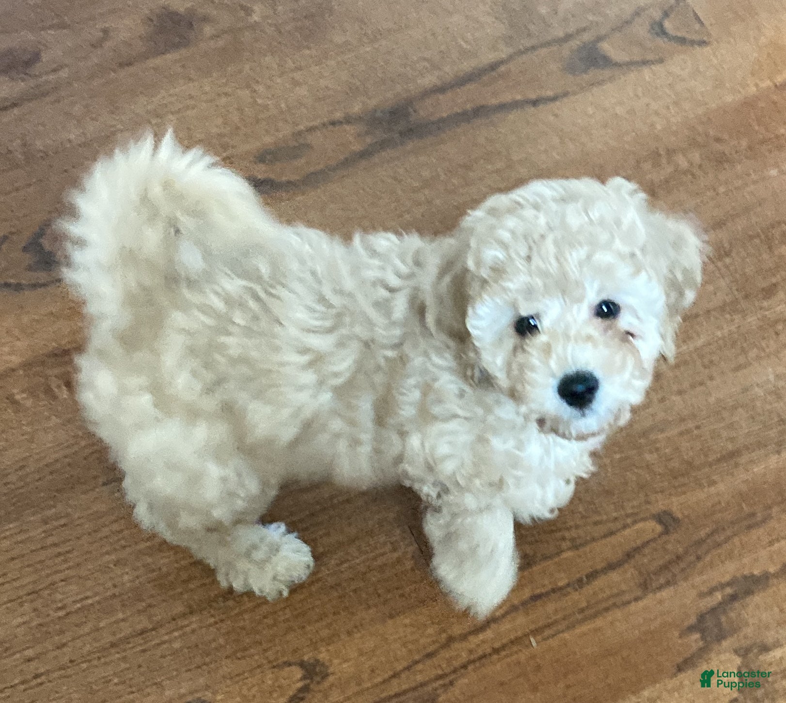 Mixed Breed dogs Legolas - Ad 1