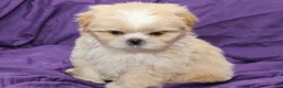 Shihpoo dogs for sale: Pearl - Ad 3