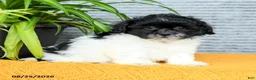 Teddy Bear dogs for sale: Hazel - Ad 5