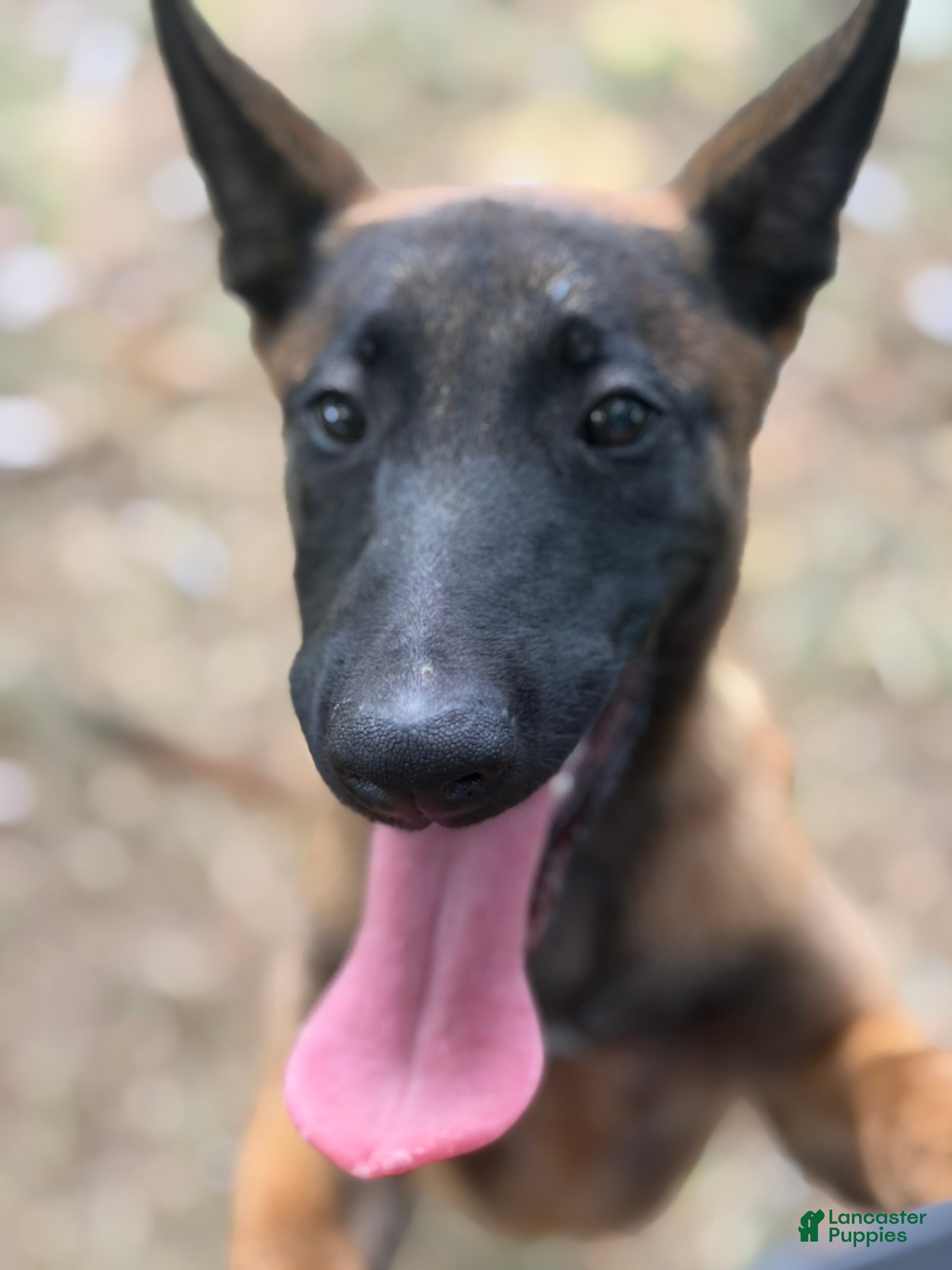 Belgian Malinois dogs Belgian Malinois 4 - Ad 1