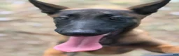 Belgian Malinois dogs for sale: Belgian Malinois 4 This is a Female !! - Ad 1