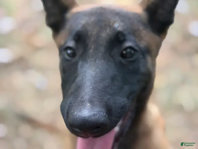 Belgian Malinois dogs for sale: Belgian Malinois 4 This is a Female !! - Ad 1