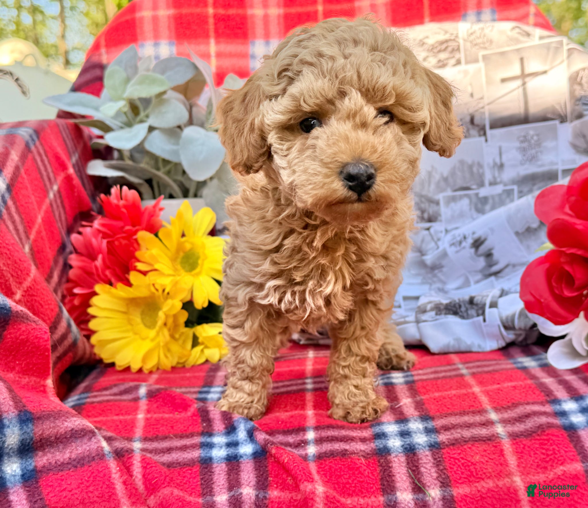 Miniature Poodle dogs Mischief  - Ad 2