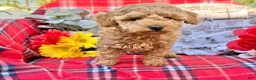 Miniature Poodle dogs for sale: Mischief  - Ad 2