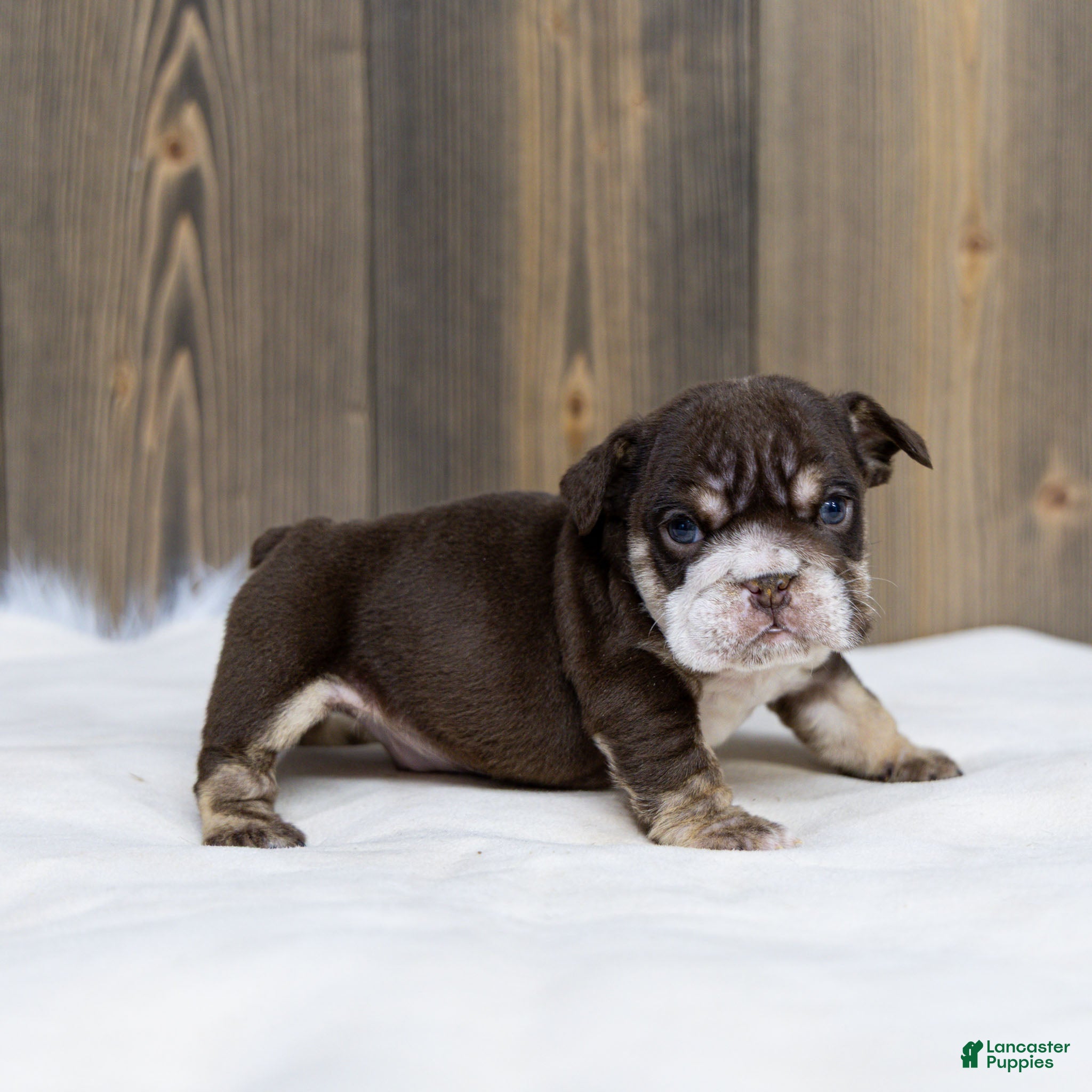 English Bulldog dogs Hershey Drift English Bulldog Puppy  - Ad 1