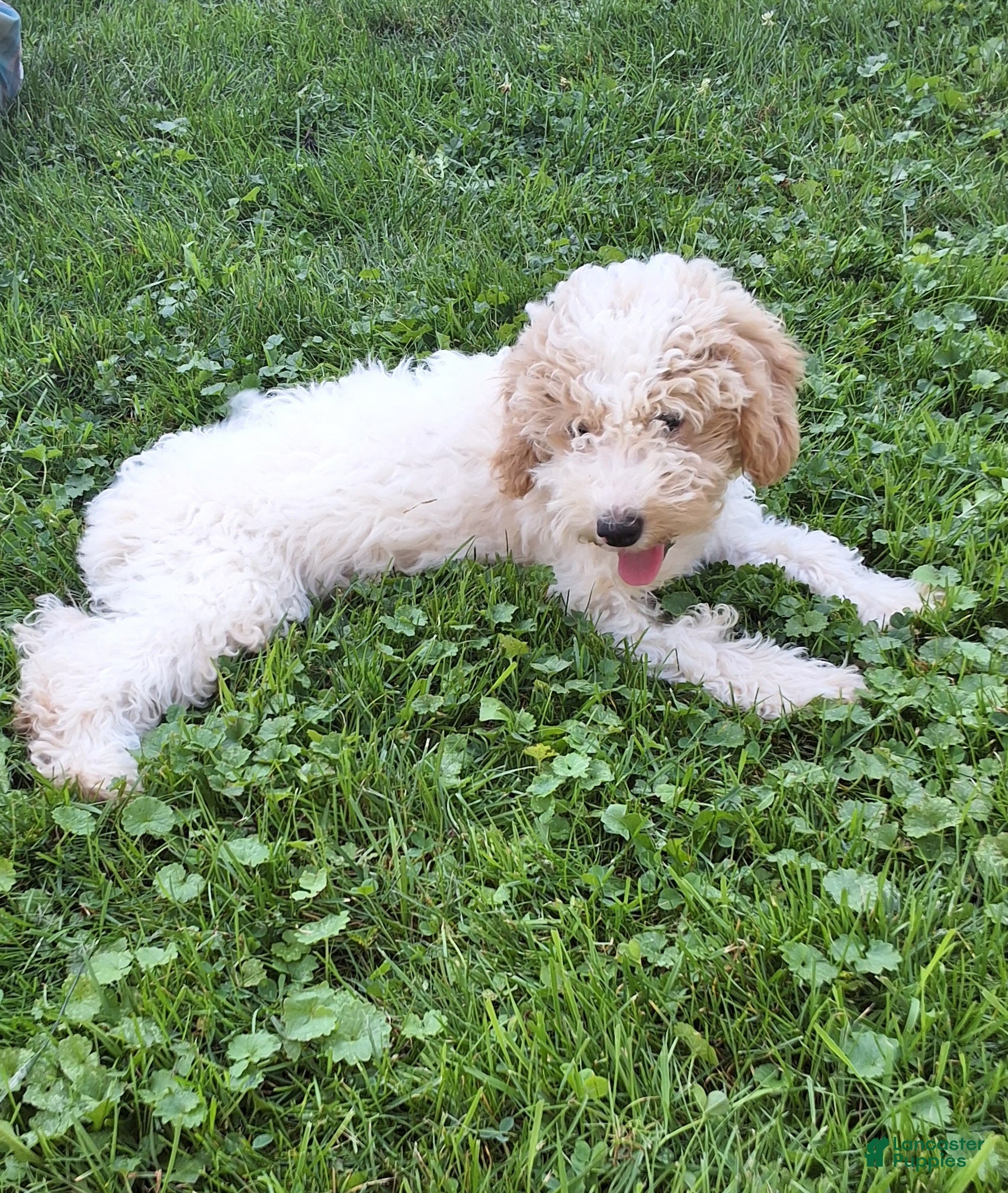 Miniature Poodle dogs Tanner  - Ad 1