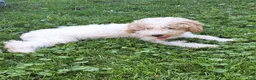 Miniature Poodle dogs for sale: Tanner  - Ad 1