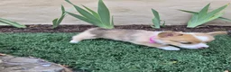 Welsh Corgi Pembroke dogs for sale: Pink - Ad 3