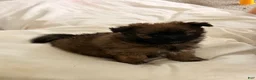 Mixed Breed dogs for sale: Mixed Breed 1 - Ad 9