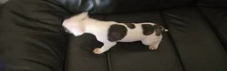 American Bulldog dogs for sale: American Bulldog 1 - Ad 7
