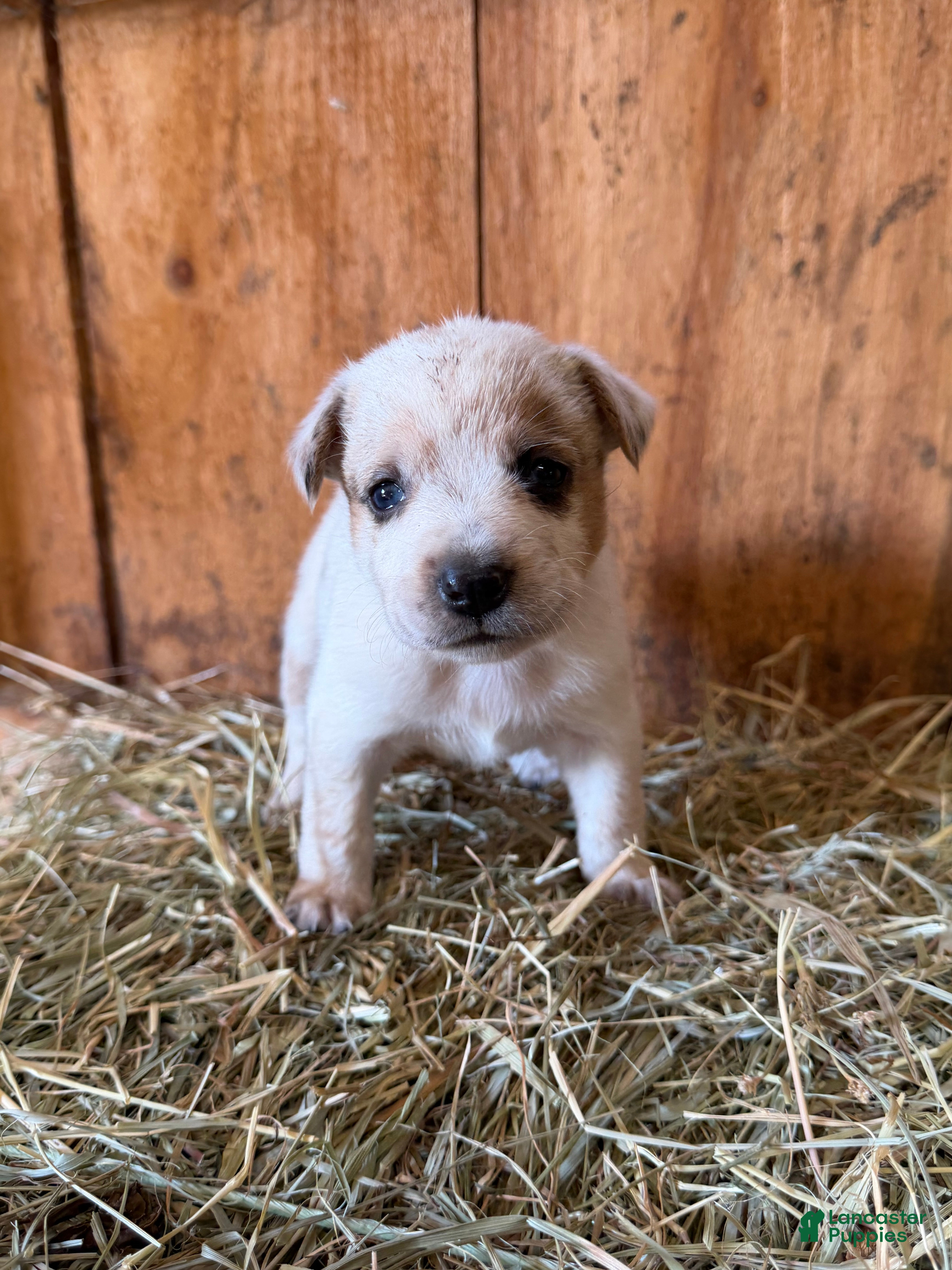 Mixed Breed dogs Frost - Ad 6