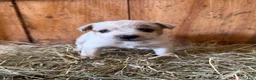 Mixed Breed dogs for sale: Frost - Ad 1