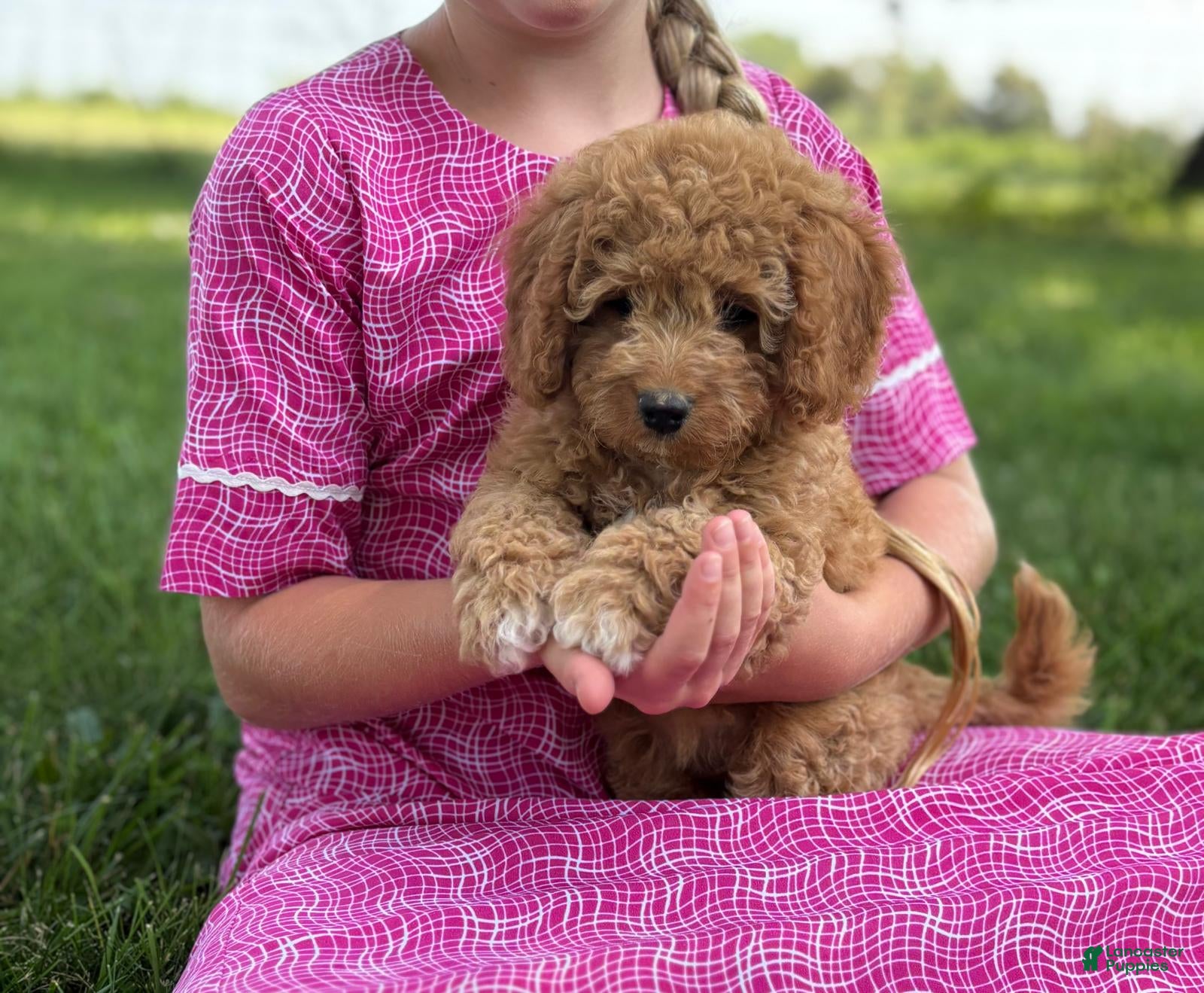 Cavapoo dogs Rose - Ad 2