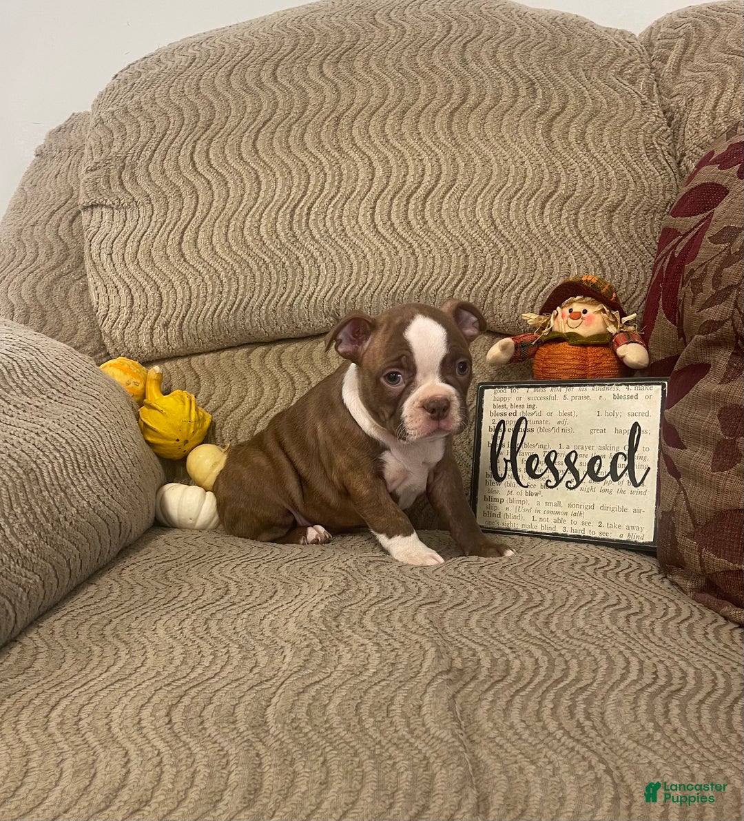 Boston Terrier dogs for sale: Odie - Ad 3