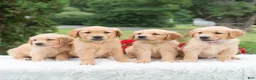 Golden Retriever dogs for sale: Harper  - Ad 8
