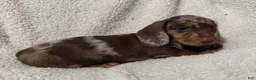 Miniature Dachshund dogs for sale: MERLEY GIRL - Ad 10