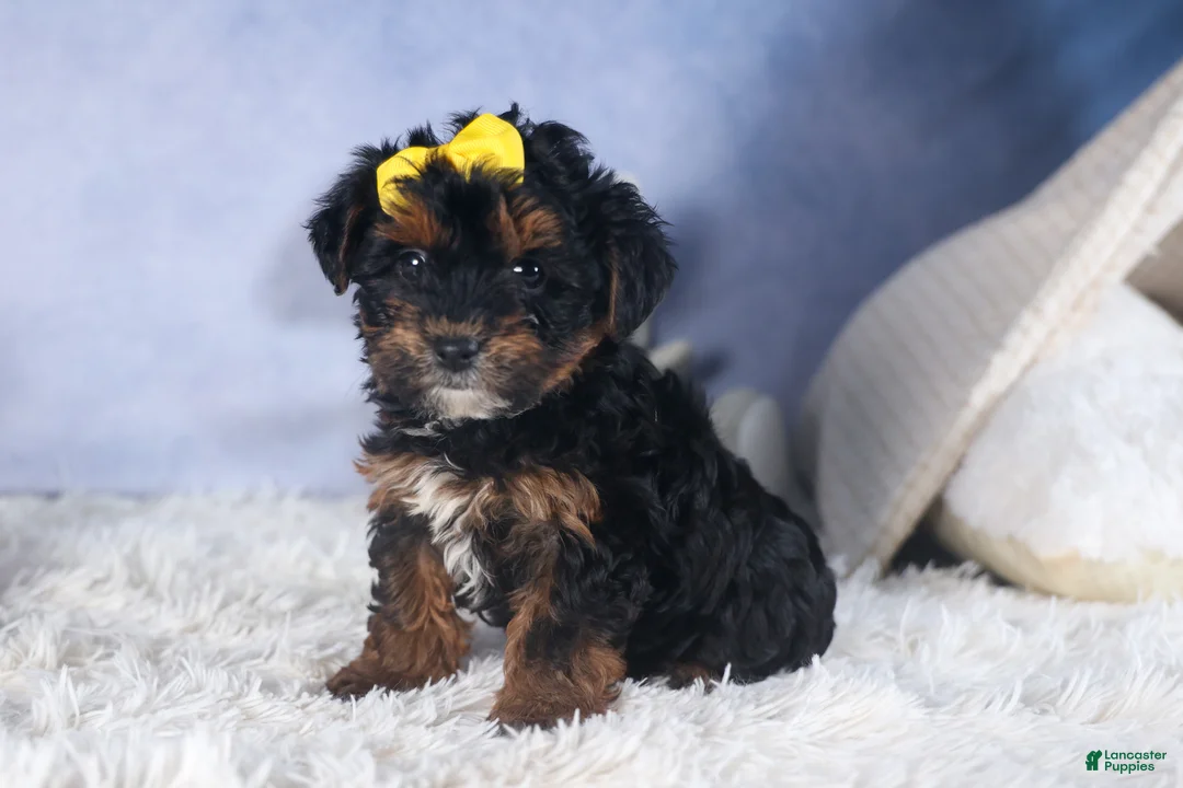 Yorkiepoo dogs for sale: JUDY - Ad 1