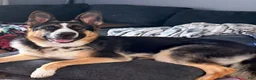 German Shepherd dogs for sale: Molly - Ad 4