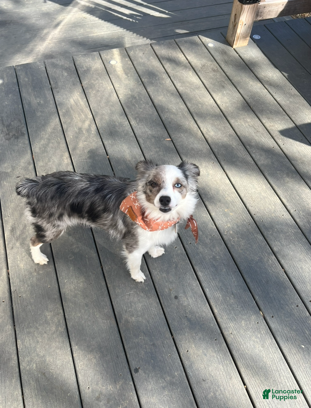 Mixed Breed dogs for sale: Slate - Ad 9