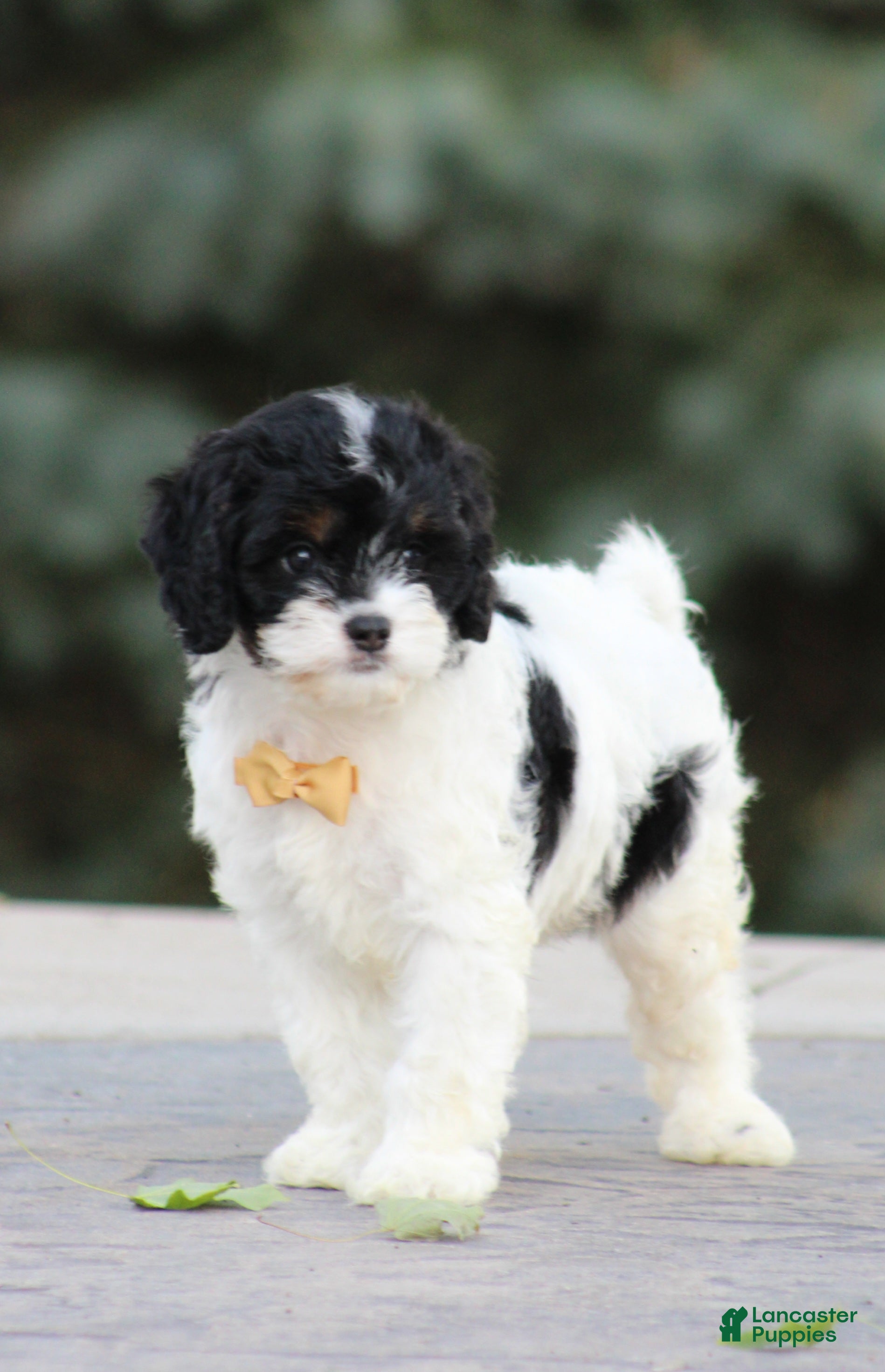 Cavapoo dogs Brice - Ad 2