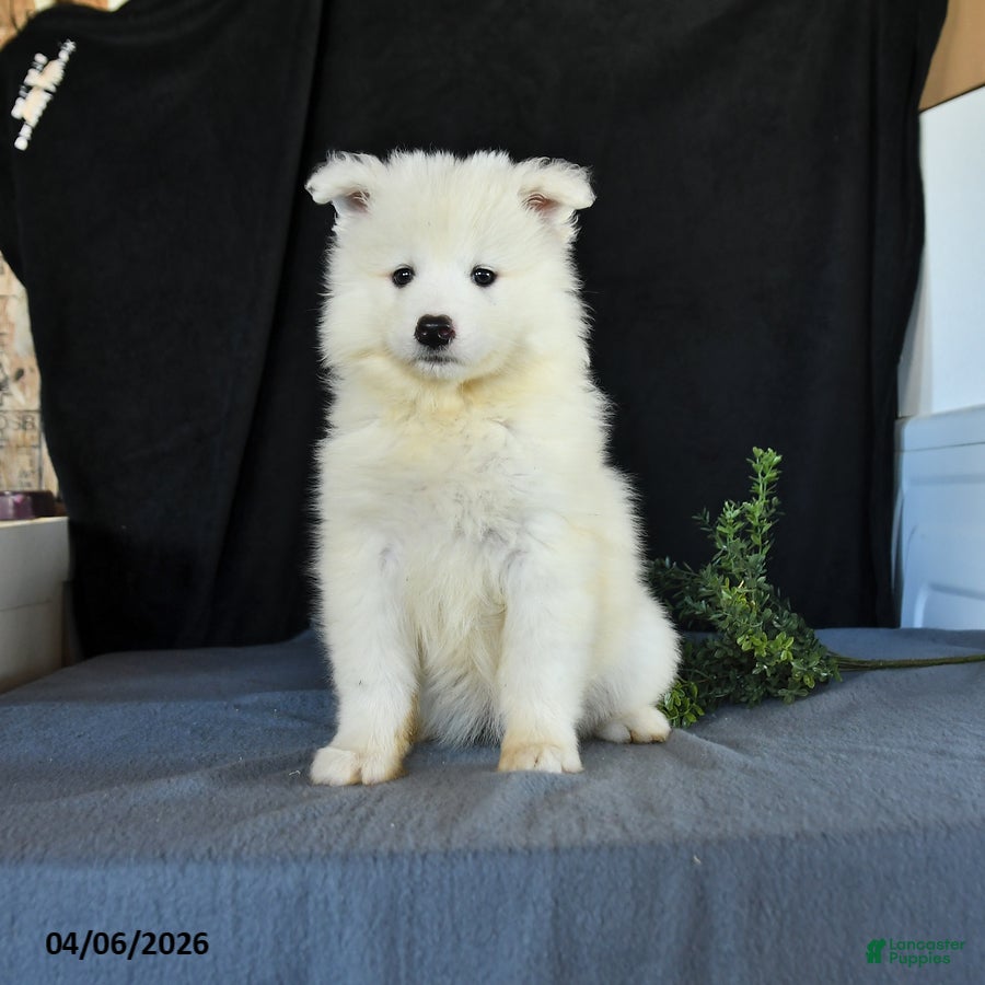 Samoyed dogs Darla - Ad 1