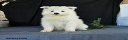 Samoyed dogs for sale: Darla - Ad 1