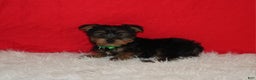 Yorkshire Terrier dogs for sale: Dustin - Ad 5