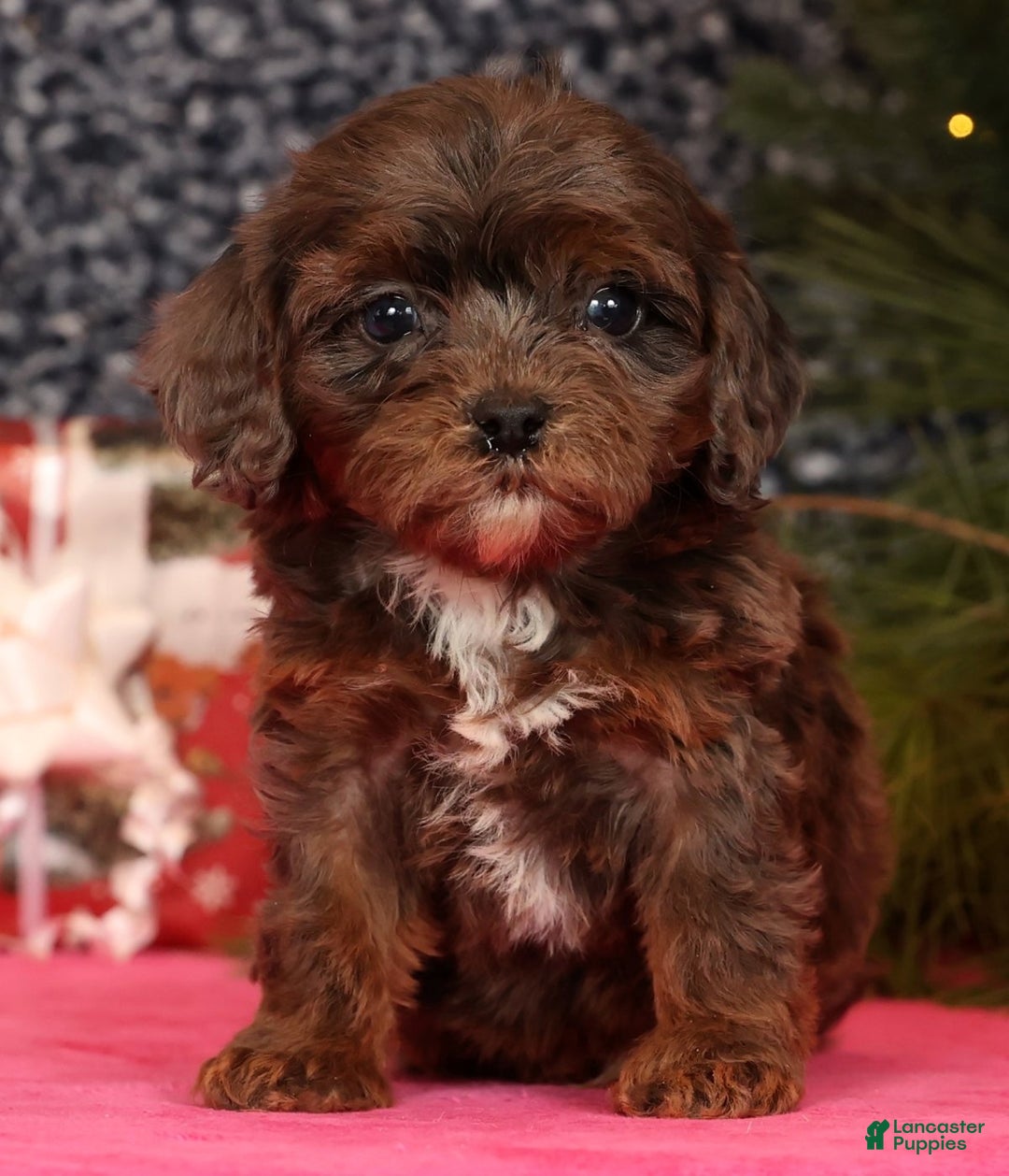 Cavapoo dogs for sale: Lincoln - Ad 5