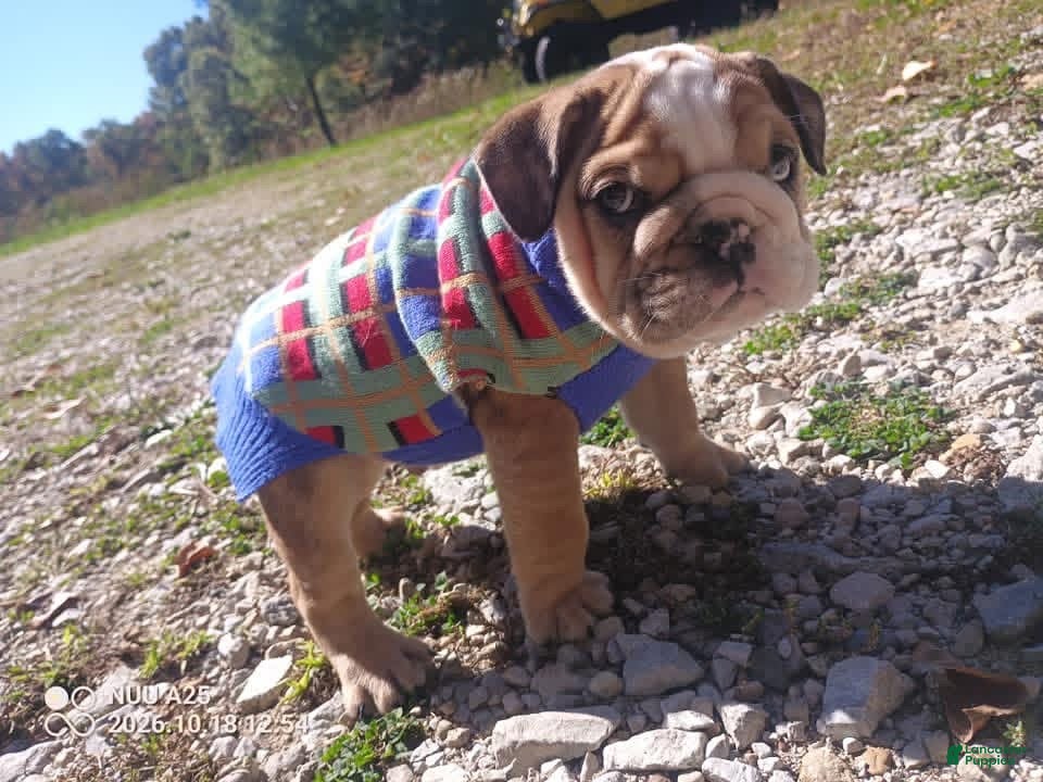 French Bulldog dogs for sale: English bull dog  - Ad 2