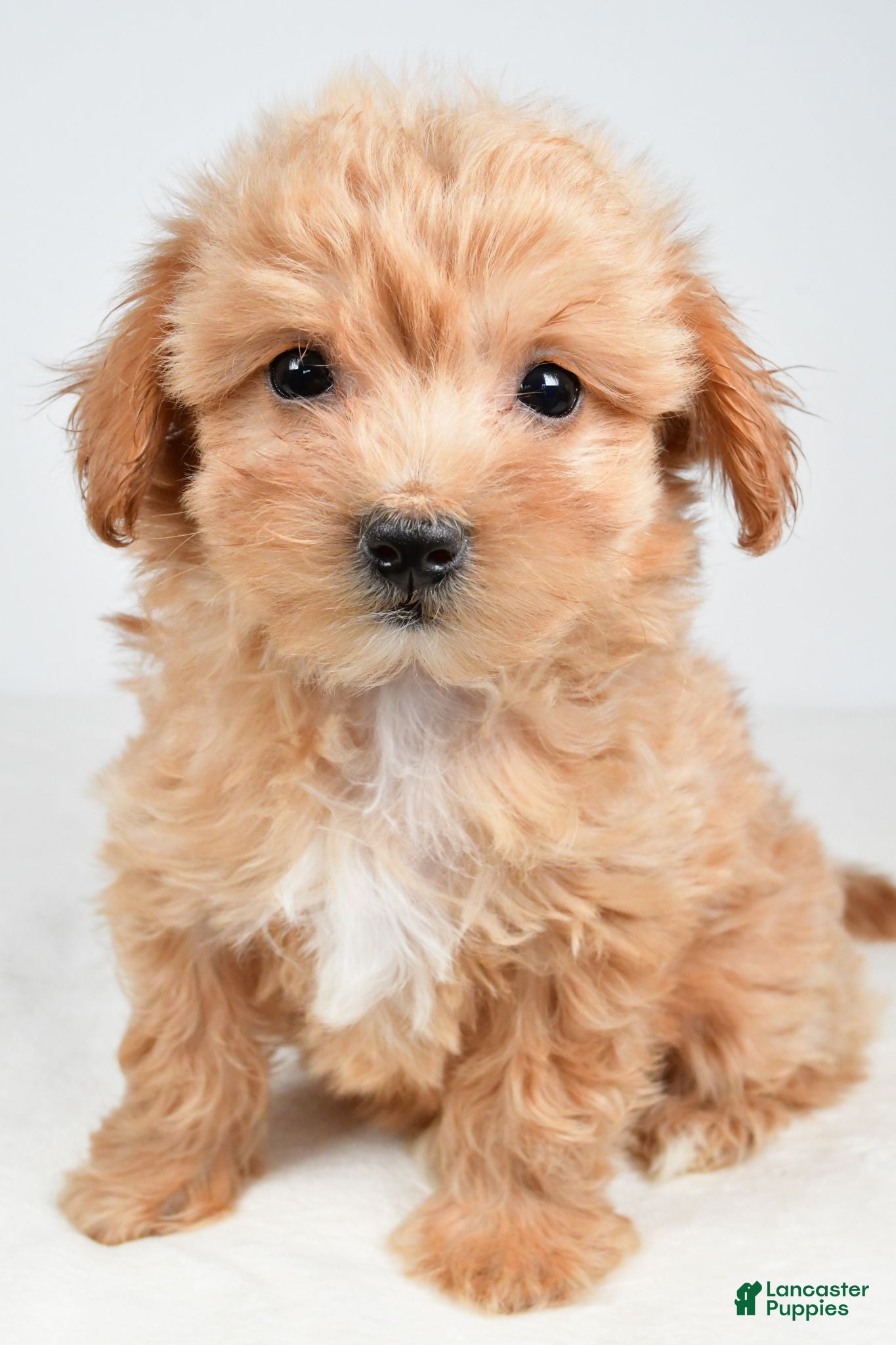 Maltipoo dogs Piper - Ad 1