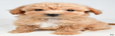 Piper