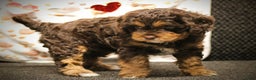 Cavapoo dogs for sale: Tessa - Ad 3