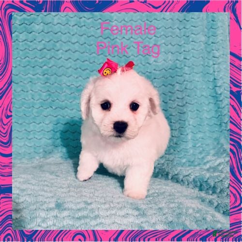 Bichon Frise dogs for sale: Pink Tag - Ad 1