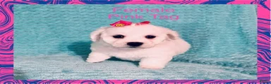 Pink Tag
