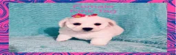 Bichon Frise dogs for sale: Pink Tag - Ad 1