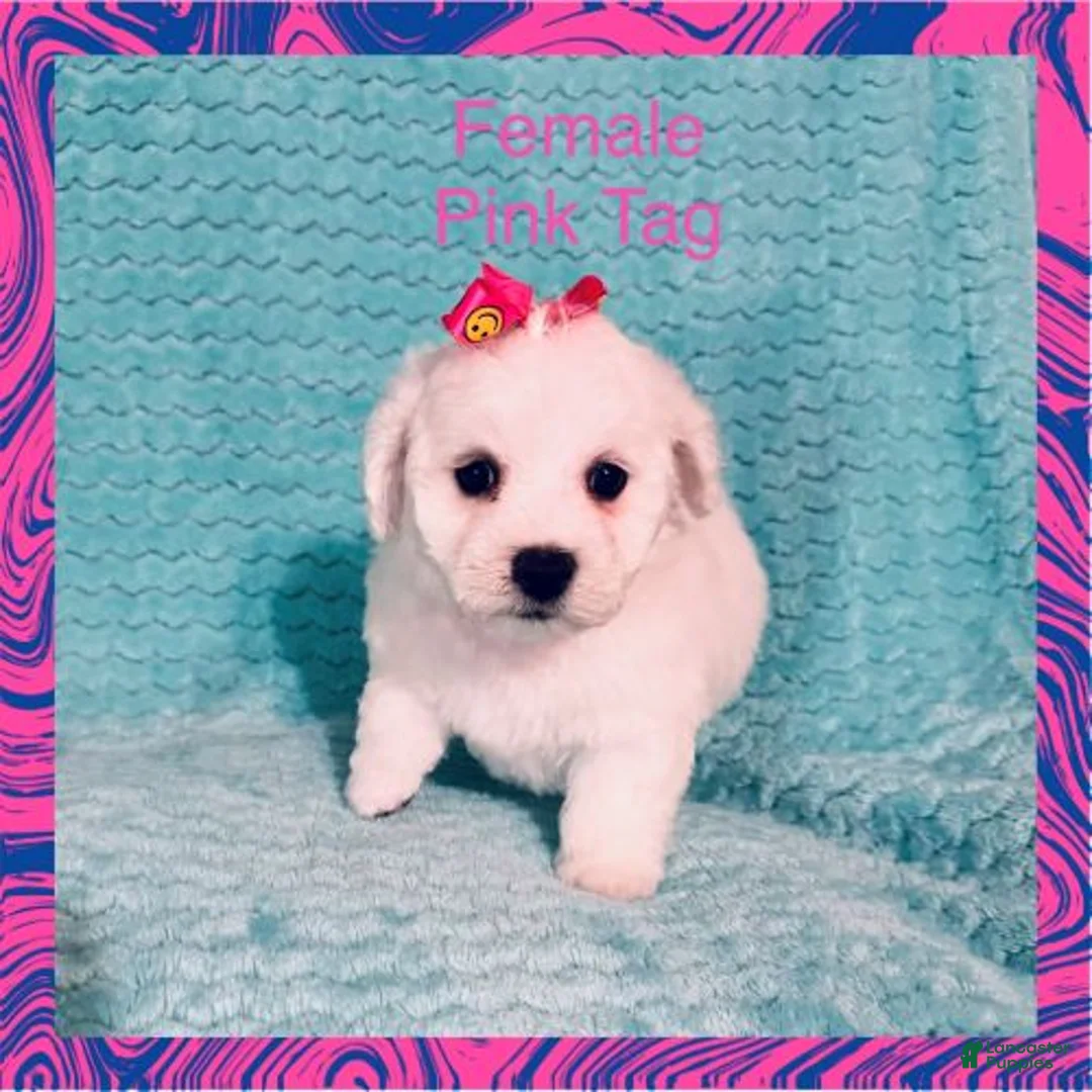 Bichon Frise dogs for sale: Pink Tag - Ad 1