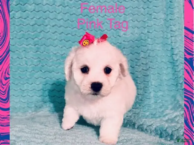 Bichon Frise dogs for sale: Pink Tag - Ad 1